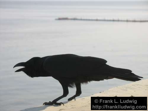 Indian Crow, Maharashtra, Bombay, Mumbai, India